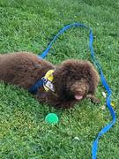 Joyride Harness Teal Collar ( + free removable bowtie ) Review