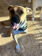 Joyride Harness Heritage Plaid Joyride Harness 2.0 Review