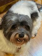 Joyride Harness Heritage Plaid Joyride Harness 2.0 Review