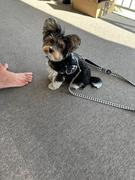 Joyride Harness Blue Snowflake Joyride Harness 2.0 Review