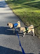 Joyride Harness Red Plaid Collar ( + free removable bowtie ) Review