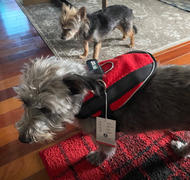 Joyride Harness Red Snowflake Collar ( + free removable bowtie ) Review