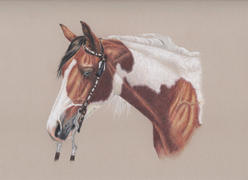 Ann Kullberg Painted Pony: In-Depth Colored Pencil Tutorial Review