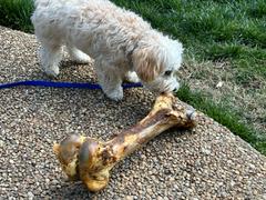 Best Bully Sticks Monster Femur Bone Review