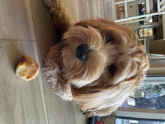 Best Bully Sticks Beef Knee Cap Review