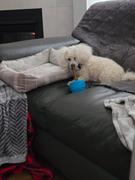 Best Bully Sticks Chewzie - Bully Stick Holder Dog Toy Review