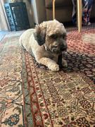 Best Bully Sticks Doggie Dental Chew Review
