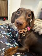 Sbri Luxury Leather Dog Collar Review