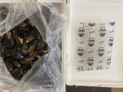 Greenfish Black Mussels | Live Box | Cultivated | 2.3kg Review