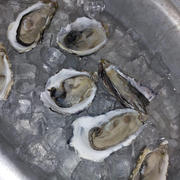 Greenfish Medium Fresh Oysters | Live Box | Farmed on the West Coast | x12 Review