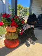 Farm House Tack Barbour Wool Dog Coat Review