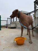 La Tienda de Frida & Chelsee Plato Portatil Plegable Naranja Kurgo Collaps a Bowl Review