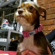 La Tienda de Frida & Chelsee Clip Collar Modelo Bright Paisley - Collar para Perros Bright Paisley Review