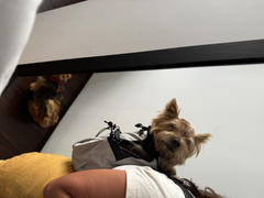 La Tienda de Frida & Chelsee Mochila Gris Ultra Ligera en 4 Medidas para Transportar a tu Perro - Sierra Dog Pack Review