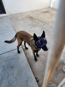 La Tienda de Frida & Chelsee V2 Goggles Rex Specs - Lentes Para Perros Extra Grandes de 37 kg o más Review