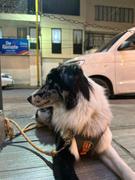 La Tienda de Frida & Chelsee Journey AIR Dog Harness de Kurgo en Naranja Review