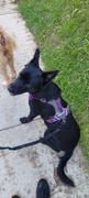 La Tienda de Frida & Chelsee Journey AIR Dog Harness de Kurgo en Purpura (Violeta) Review