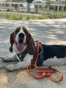 La Tienda de Frida & Chelsee Placa ID en Forma de Basset Hounf para Perros Review