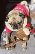 La Tienda de Frida & Chelsee Placa ID en Forma de Pug para Perros Review