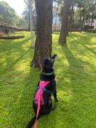 La Tienda de Frida & Chelsee Flagline Harness® Pechera Multiusos en Verde Menta (Sage Green) de Ruffwear Review