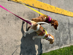 La Tienda de Frida & Chelsee Hi & Light® Pechera Ultraligera en Rosa Alpino (Alpenglow Pink) de Ruffwear México Review