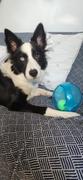 La Tienda de Frida & Chelsee KONG Jumbler Ball - Pelota Jumbler de Kong con Sonido Review