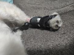 La Tienda de Frida & Chelsee No-Knuckling Training Sock Pata Trasera de Walkin' Pets Review