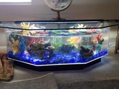 Dream Fish Tanks Midwest Tropical Octagon Aquarium Coffee Table - 28 Gallon Freshwater Acrylic (680) Review
