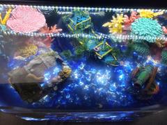 Dream Fish Tanks Midwest Tropical Octagon Aquarium Coffee Table - 28 Gallon Freshwater Acrylic (680) Review