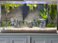 The Best 90-Gallon Aquarium Options  Fish tank stand, Tropical fish  aquarium, Fish tank design