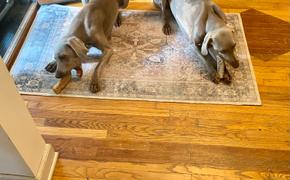 Jack&Pup Trachea - 6 Inch Review