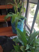 Yarn The Future Is Bright Canvas Plant Pot Review