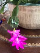 plant good vibes Mystery Review