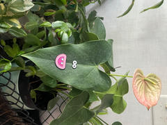 plant good vibes Mystery Review