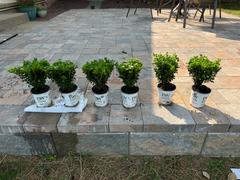 Proven Winners Direct Sprinter® Boxwood (Buxus) Review