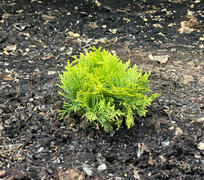 Proven Winners Direct Anna's Magic Ball® Arborvitae (Thuja) Review