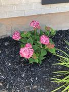 Proven Winners Direct Invincibelle® Ruby Smooth Hydrangea (Arborescens) Review