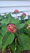 Proven Winners Direct Invincibelle® Ruby Smooth Hydrangea (Arborescens) Review