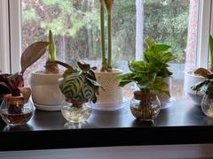Proven Winners Direct H2O™ Bowl Epipremnum Marble Queen Review