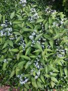 Proven Winners Direct 'Storm Cloud' Bluestar (Amsonia) - Proven Winners® 2024 Landscape Perennial of the Year Review