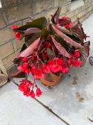 Proven Winners Direct Surefire® Cherry Cordial™ (Begonia x hybrida) Review