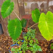 Proven Winners Direct Limited Edition Heart of the Jungle® Elephant's Ear (Colocasia) 1 Gallon Review