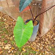 Proven Winners Direct Limited Edition Heart of the Jungle® Elephant's Ear (Colocasia) 1 Gallon Review