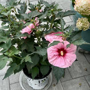 Proven Winners Direct Summerific® 'All Eyes on Me' Rose Mallow (Hibiscus hybrid) - New to Proven Winners Direct™ Review