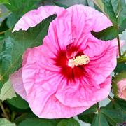 Proven Winners Direct Summerific® 'All Eyes on Me' Rose Mallow (Hibiscus hybrid) - New to Proven Winners Direct™ Review