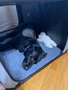 DogGoods Do Good ® Priority Processing + Insurance Review