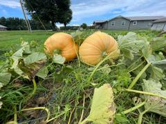 Wallace Organic Wonder Giant Pumpkin Seeds Wallace's Whoppers Review