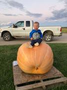 Wallace Organic Wonder Giant Pumpkin Seeds Wallace's Whoppers Review