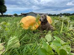 Wallace Organic Wonder Giant Pumpkin Seeds Wallace's Whoppers Review