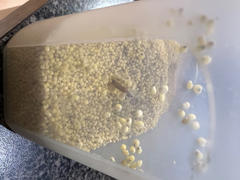 Honest to Goodness Organic Hulled Millet 5KG Review
